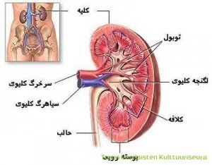 جلسه اطلاع رسانی پروژه پرستار خویشاوند در رابطه با کلیه و مجاری ادراری